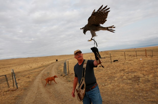 Falconry